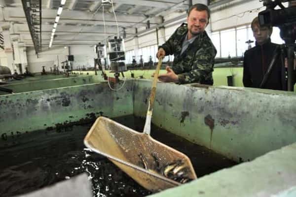 Экскурсия на Солзенский рыбзавод