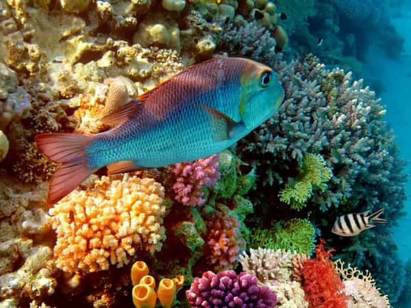 Морская прогулка к Коралловым островам