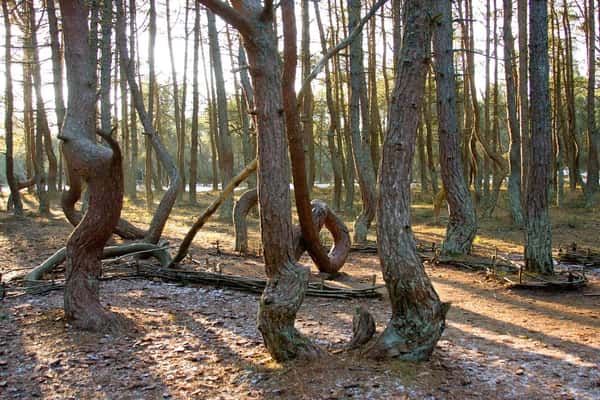 «Сливки» Балтийского побережья: Куршская коса, Зеленоградск, Светлогорск
