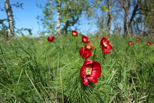 Волжские выходные в Хвалынске и Сызрани: цветущие пионы, театрализованная экскурсия и чаепитие