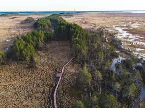Природная экскурсия по эко-тропе «Сестрорецкое болото»