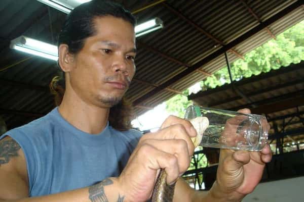 Змеиная ферма и шоу змей