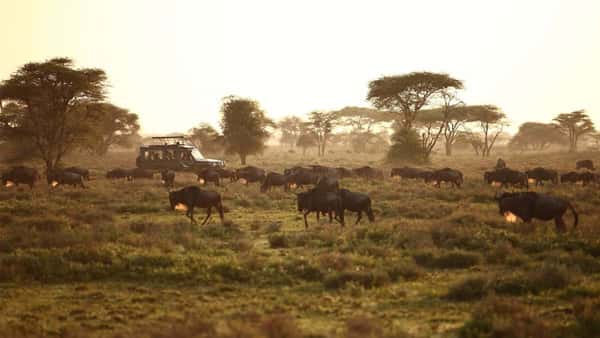 Уникальная природа Кении: сафари в национальных парках и пляжный отдых