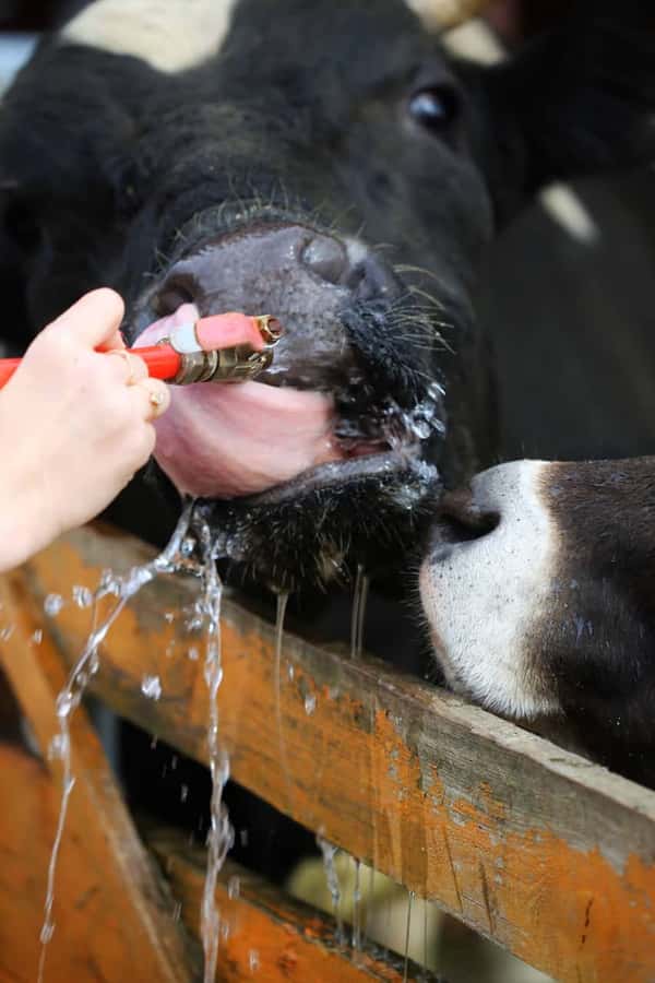 В отдых с головой: 24 часа на ферме в Тульской области