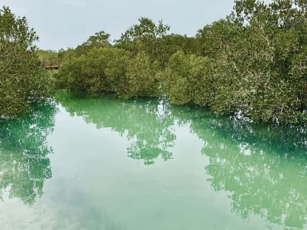 Каякинг в мангровых зарослях