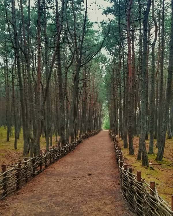 Увлекательная экскурсия по Зеленоградску и Куршской косе