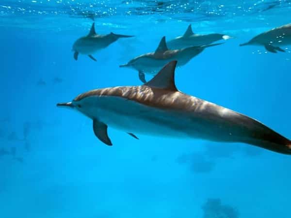 Морская прогулка в Бухту дельфинов