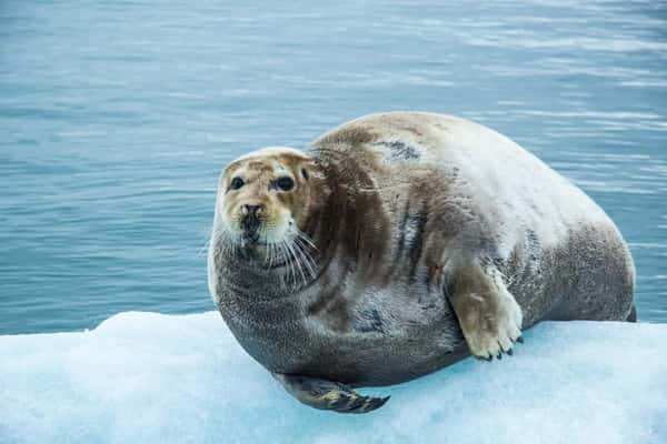 В гости к гренландским тюленям: уикенд на побережье Белого моря