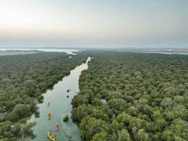 В мангровые леса Катара на каяках