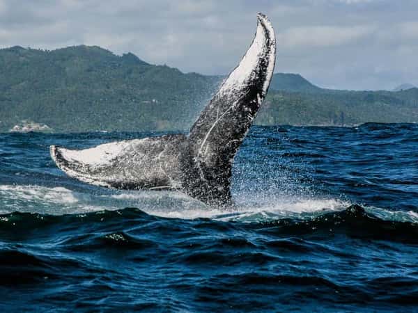 Фотопогоня за китами в Доминикане