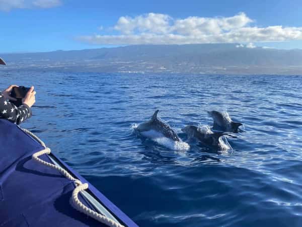 Из Тенерифе на яхте - к дельфинам и китам (в группе)