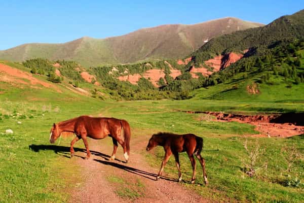 Супара чункурчак фото