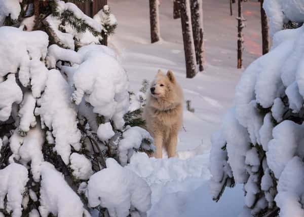 Волшебная Калевала. Новогодний тур в Карелию