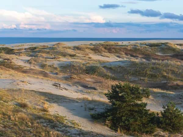 Куршская коса, орнитологическая станция и танцующий лес