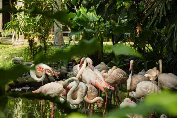 Обзорная экскурсия по Бали