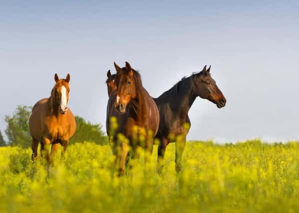Свобода Кавказа. Осенний конный тур