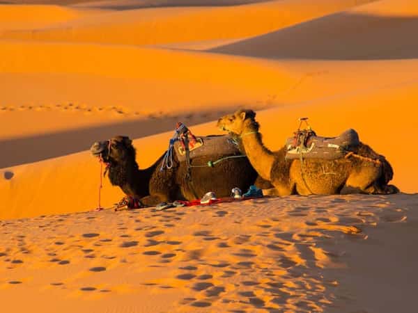 Ночная прогулка на верблюдах по-бедуински