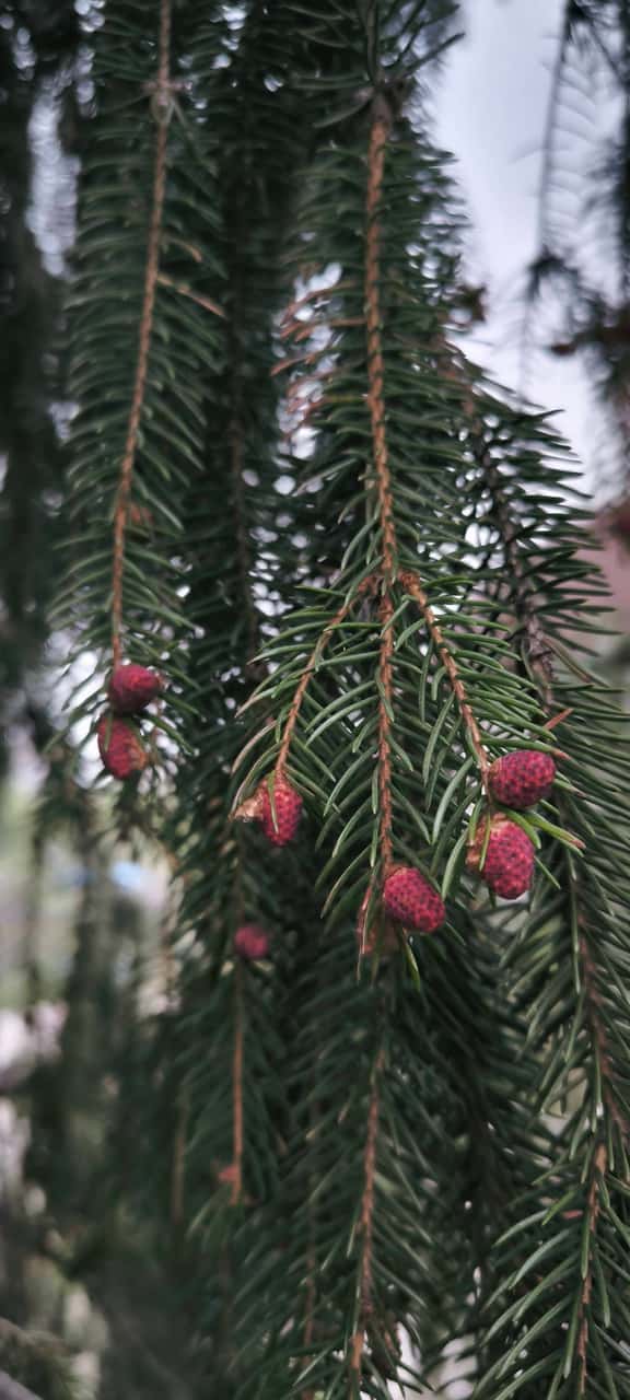 «Зелёная жемчужина Хабаровска» экскурсия в Дендрарий с таёжным чаем