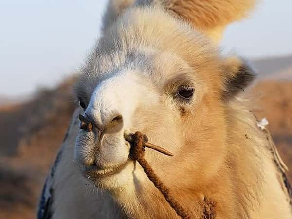Сарай Бату - Золотоордынское царство