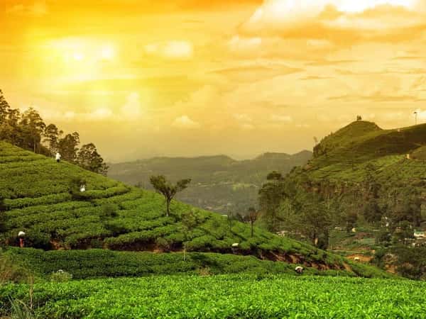 Канди и высокогорье Цейлона: путешествие на 2 дня
