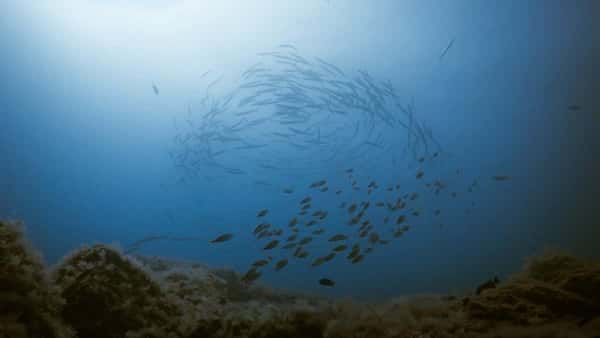 Кто проживает на дне океана, или Пробное погружение с аквалангами