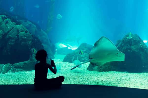 Входной билет в Underwater World - океанариум Паттайи