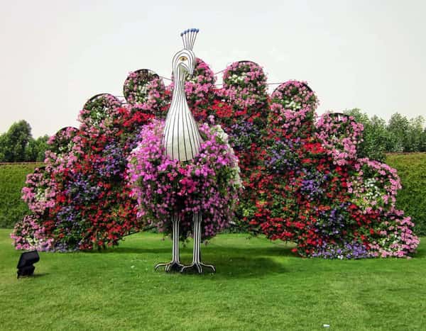 Чудо-сад "Парк цветов" и ярмарка "Глобал Вилладж" из Рас-Аль-Хайма