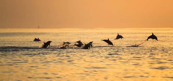 На рассвете к дельфинам: поездка на север Бали