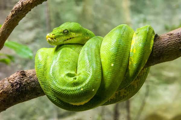 Входной билет в Парк Рептилий «Bali Reptile Park» на 1 день