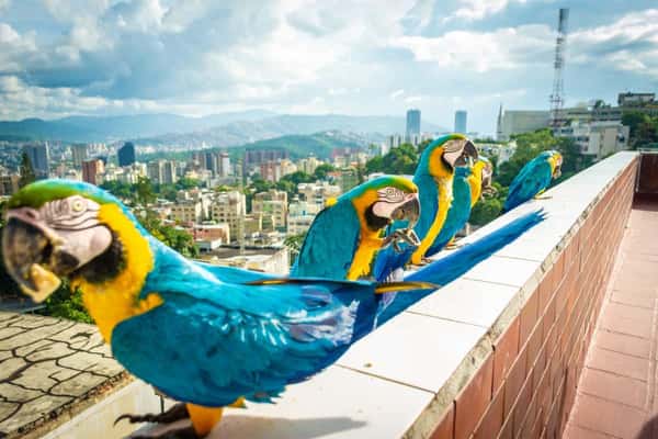 Колоритный Каракас - главное за один день