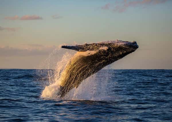 В поисках китов и косаток на Кольский полуостров