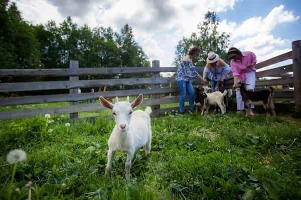 Деревенские забавы в тверской глубинке