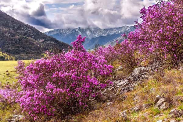 В розовом море цветов: весенний тур по главным местам Алтая