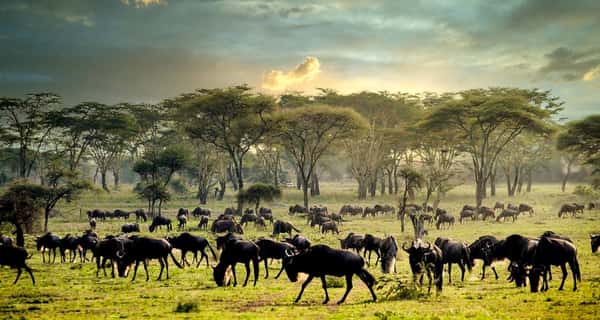 Национальный парк Серенгети
