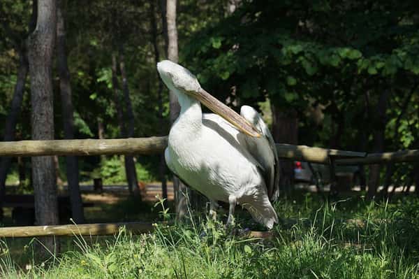 Понаблюдайте за птицами в национальном парке Дивьяка-Караваста
