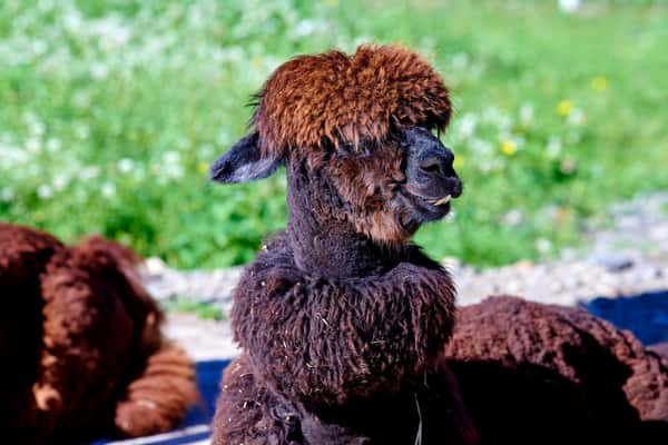 Альпака в карельском зоопарке