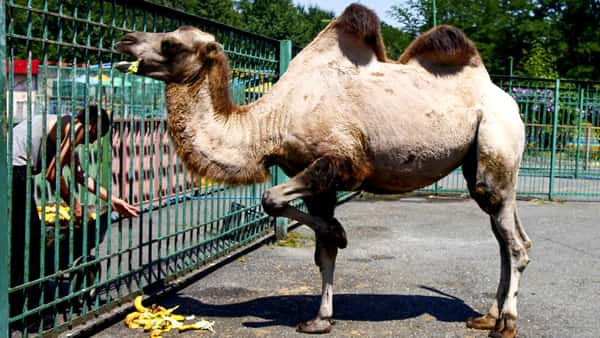 Верблюд в Владикавказском зоопарке