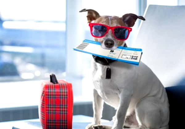 Перевозка животных