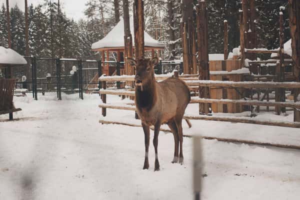 Великий Устюг