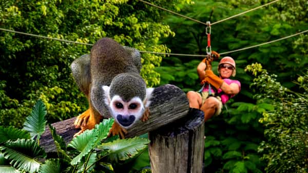 Зиплайн с мартышками, это круто)))