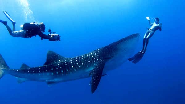 Китовая акула