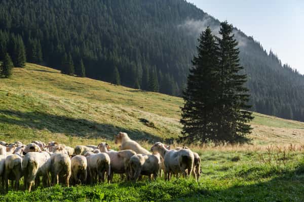 Костелинская долина в Татрах