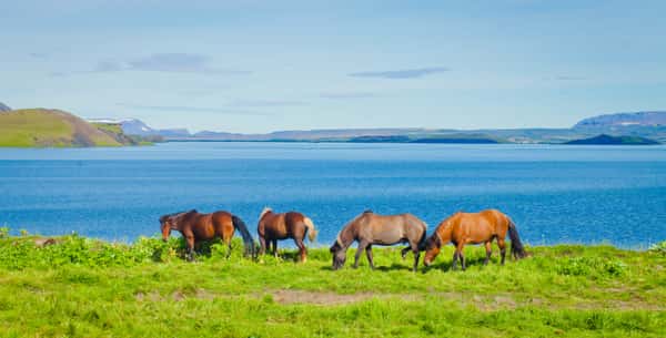 Лошади гуляют на лугах Исландии, у озера Миватн