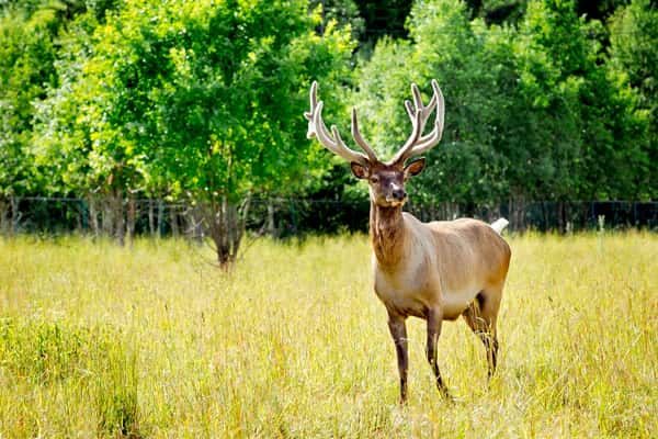 Олень в зоопарке "ЗооГринПарк"
