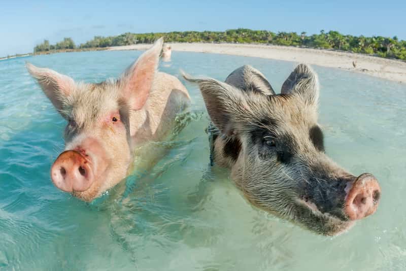 Pig Island