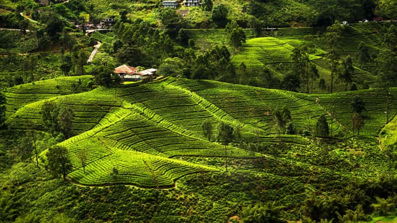 Sri Lanka