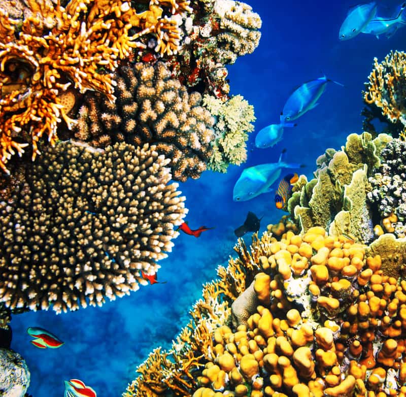 Sharm el Sheikh