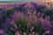 Индивидуальный ночной фототур на цветение лаванды