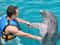 Плавание с дельфинами (5 минут)