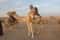 Дискавери 5 в 1: Дахаб, Каньон, верблюды, купание и квадроциклы